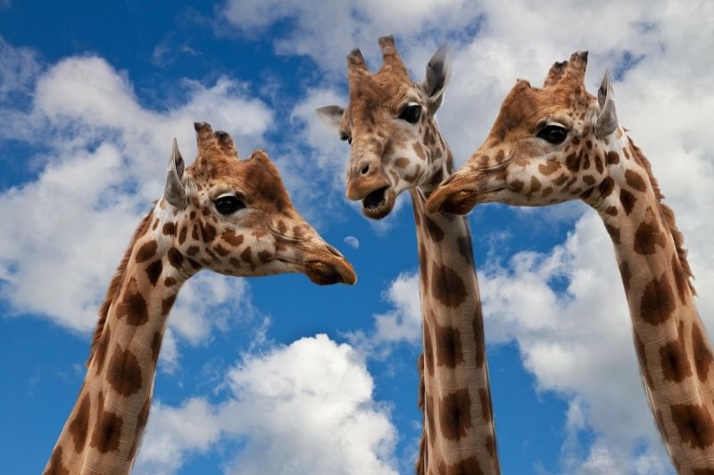 Three giraffes in front of a blue sky with white clouds